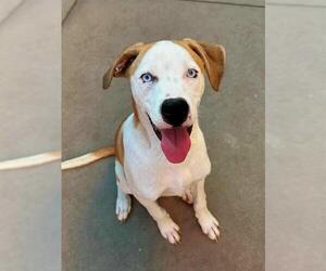 THEODORE - Male Mutt Dog for Adoption - Photo #2
