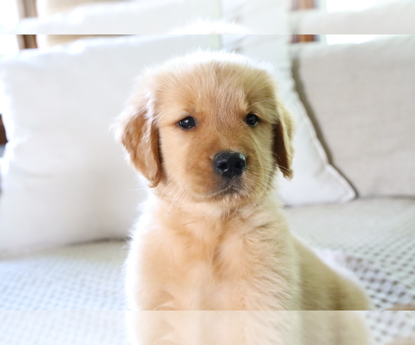 Medium Photo #4 Golden Retriever Puppy For Sale in BOSWELL, IN, USA