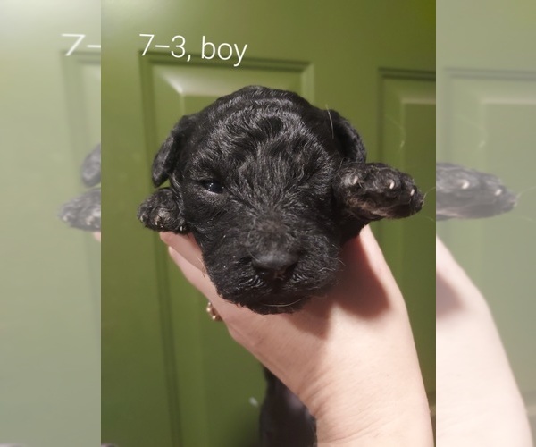 Medium Photo #31 Bordoodle Puppy For Sale in COPPERAS COVE, TX, USA