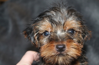 Yorkshire Terrier Puppy for sale in OLLA, LA, USA