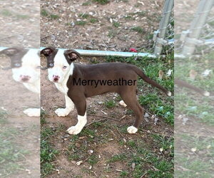 Mutt Dogs for adoption in Mooresville, NC, USA