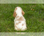 Small #5 Cocker Spaniel