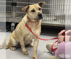 Retriever -Unknown Mix Dogs for adoption in Washington, DC, USA