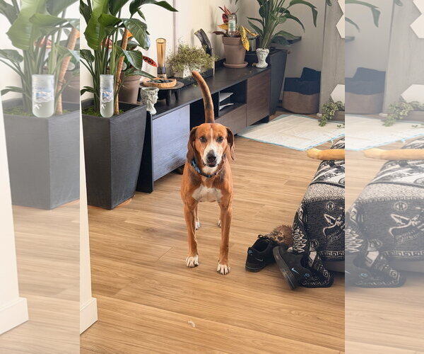 Medium Photo #8 Mutt Puppy For Sale in Aurora, CO, USA