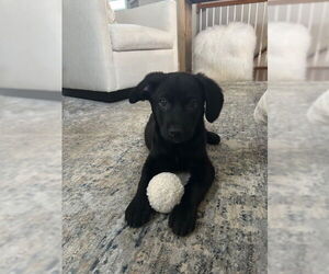 Labrador Retriever-Unknown Mix Dogs for adoption in Plainfield, IL, USA