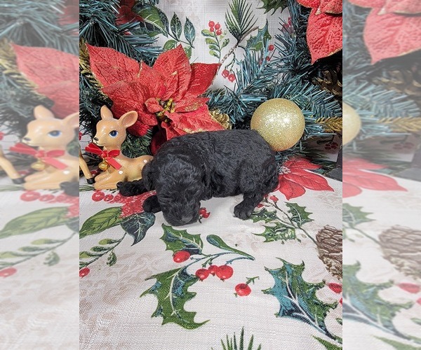 Medium Photo #49 Poodle (Toy) Puppy For Sale in BLACK FOREST, CO, USA