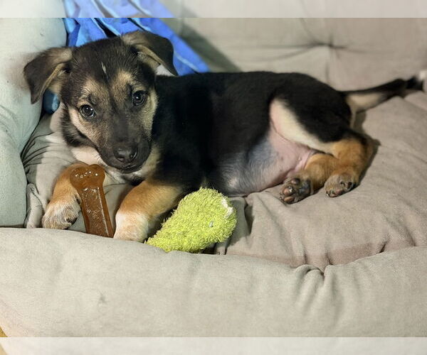 Medium Photo #3 Mutt Puppy For Sale in Springdale, PA, USA