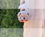 Puppy 4 American Bully-French Bulldog Mix