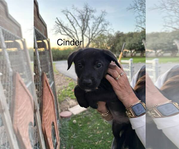 Medium Photo #1 Shepradors Puppy For Sale in Turlock, CA, USA