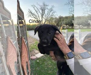 Shepradors Dogs for adoption in Turlock, CA, USA