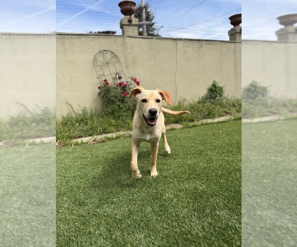 Medium Photo #2 Labrador Retriever-Unknown Mix Puppy For Sale in Pacifica, CA, USA