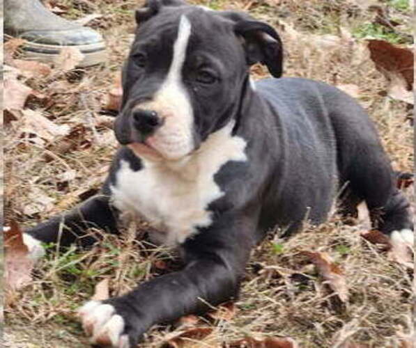 Medium Photo #2 American Bully Puppy For Sale in UNIONVILLE, VA, USA