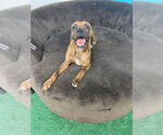 Small #2 Boxer