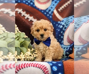 ShihPoo Puppy for sale in PEACH BOTTOM, PA, USA