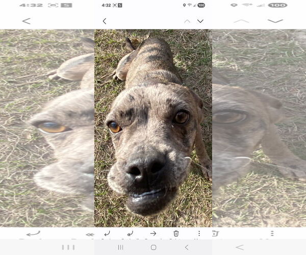 Medium Photo #4 French Bulldog-Unknown Mix Puppy For Sale in Brooksville, FL, USA