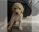 Puppy Harlowe Goldendoodle