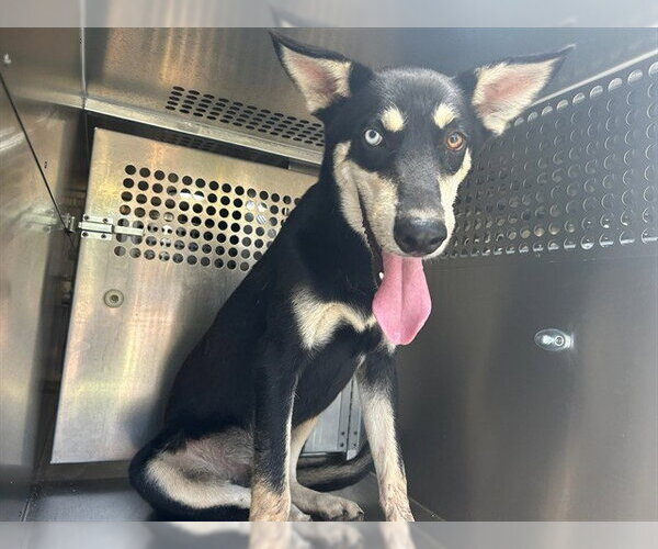 Medium Photo #1 Siberian Husky-Unknown Mix Puppy For Sale in Oklahoma City, OK, USA