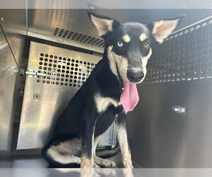 Siberian Husky-Unknown Mix Dogs for adoption in Oklahoma City, OK, USA