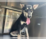 Small Siberian Husky Mix