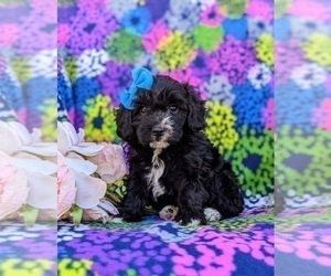 Poodle (Miniature)-YorkiePoo Mix Puppy for sale in LANCASTER, PA, USA