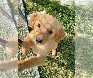 Golden Retriever Puppy for sale in RIGA, MI, USA