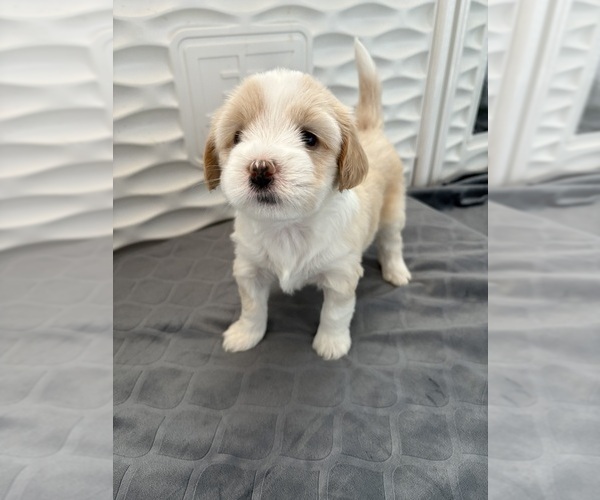 Medium Photo #1 Tibetan Terrier Puppy For Sale in ALEXANDRIA, VA, USA