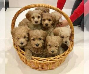 Goldendoodle Puppy for sale in LIMA, OH, USA