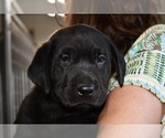 Small Photo #5 Labrador Retriever Puppy For Sale in PARSHALL, CO, USA