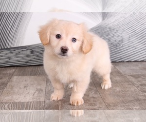 Dameranian Puppy for sale in WESTPOINT, IN, USA