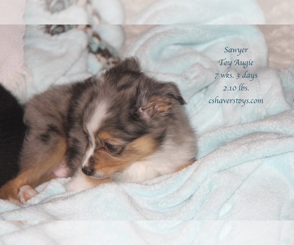 Medium Photo #5 Aussie-Corgi-Miniature Australian Shepherd Mix Puppy For Sale in LIND, WA, USA