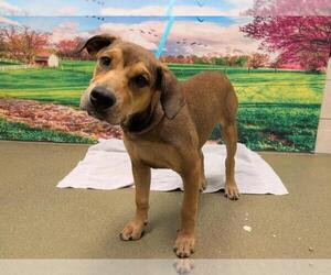 Rhodesian Ridgeback-Unknown Mix Dogs for adoption in Moreno Valley, CA, USA