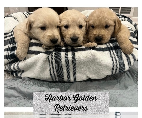 Medium Photo #1 Golden Retriever Puppy For Sale in TACOMA, WA, USA