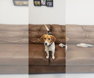 Beagle Dogs for adoption in Mt. Gilead, OH, USA