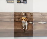 Small Beagle