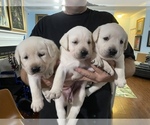 Small Photo #11 Labrador Retriever Puppy For Sale in KITTRELL, NC, USA
