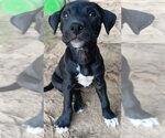 Small #1 Labrador Retriever Mix