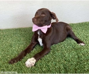 Sammi - Female Chocolate Labrador retriever-Weimaraner Mix Dog for Adoption - Photo #2