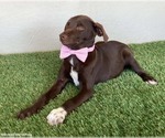 Small #1 Chocolate Labrador retriever-Weimaraner Mix