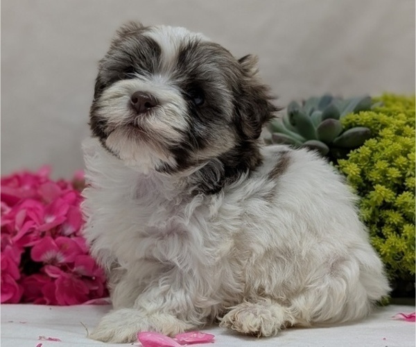 Medium Photo #13 Havanese Puppy For Sale in GOSHEN, IN, USA