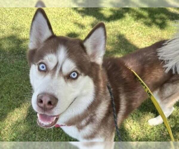 Medium Photo #1 Siberian Husky Puppy For Sale in Martinez, CA, USA