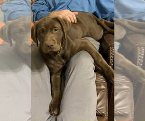Mother of the Labrador Retriever puppies born on 07/18/2025