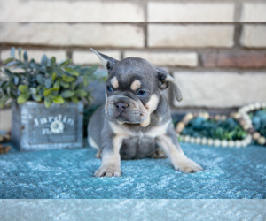 Medium French Bulldog