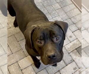 American Staffordshire Terrier-Unknown Mix Dogs for adoption in Tavares, FL, USA