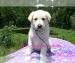 Small #1 German Shepherd Dog