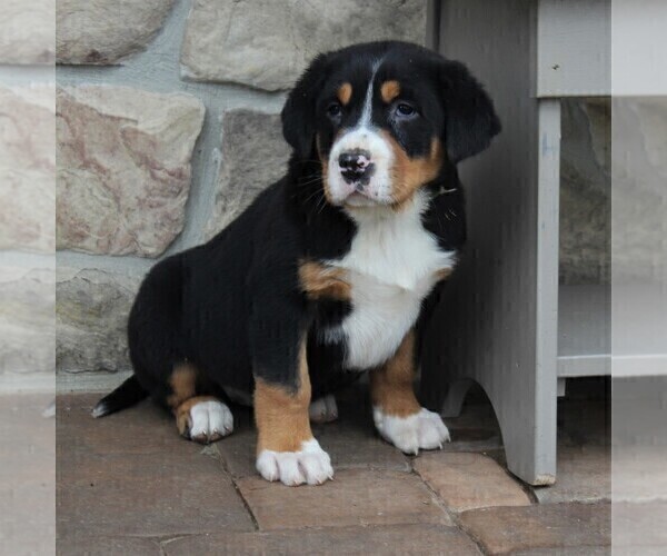 Medium Photo #5 Greater Swiss Mountain Dog Puppy For Sale in BIRD IN HAND, PA, USA