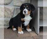 Small Photo #5 Greater Swiss Mountain Dog Puppy For Sale in BIRD IN HAND, PA, USA