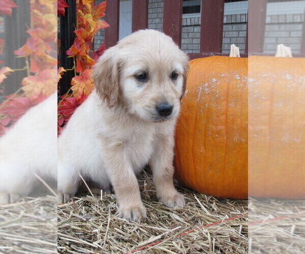 Medium Photo #1 Golden Retriever Puppy For Sale in SARCOXIE, MO, USA