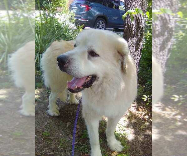 Medium Photo #3 Great Pyrenees Puppy For Sale in Spring, TX, USA