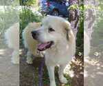 Small #2 Great Pyrenees