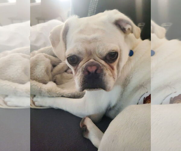 Medium Photo #5 Pug-Unknown Mix Puppy For Sale in Corona, CA, USA